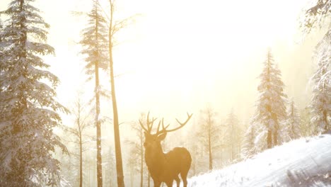 Proud-Noble-Deer-Male-in-Winter-Snow-Forest